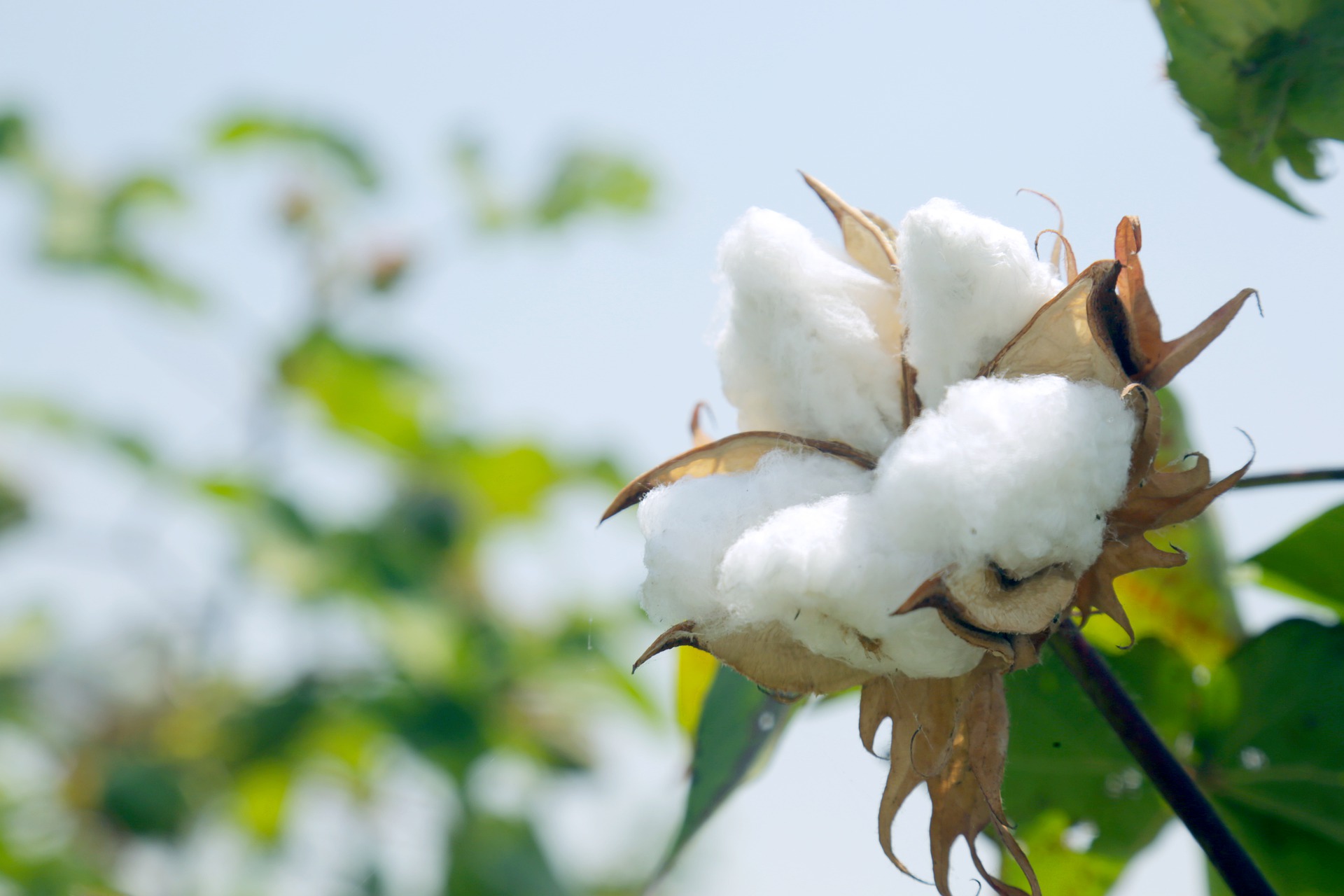 Largest Production of Cotton in India | Brief Blog | MD BIOCOALS